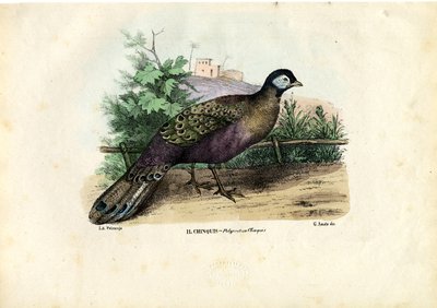 Pavone indiano, 1863-79 da Raimundo Petraroja